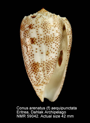 Conus arenatus (f) aequipunctata.jpg - Conus arenatus (f) aequipunctataDautzenberg,1937